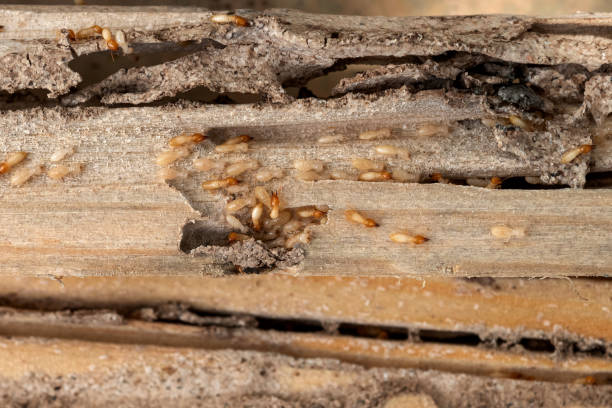 Best Mosquito Control Services  in Four Cners, OR